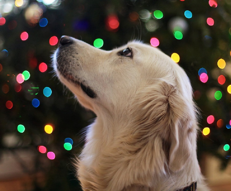 Regali Di Natale Per Cani.Regali Natale 2019 Cani E Gatti